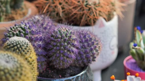 Unique Cactus Varieties in Colorful Pots Displayed at Market