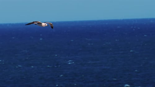 Close up of a seagull flying over the blue sea in daylight