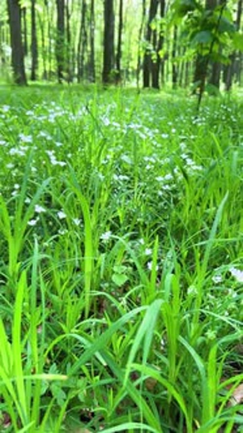 Forest glade with lush green grass and delicate white flowers in a spring beech forest.