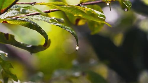 Ralentissement de la rosée matinale et des gouttes de pluie sur la verdure