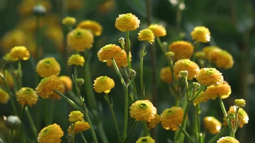 Beautiful yellow flowers sway in the wind. Green leaves in the background.