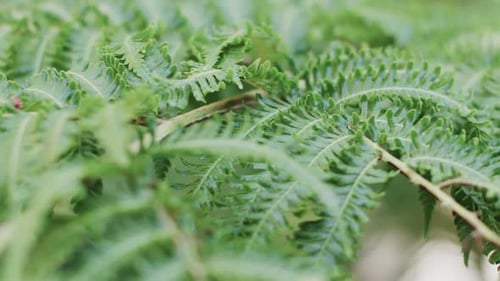 Close up of green thick leaves of fern in slow motion