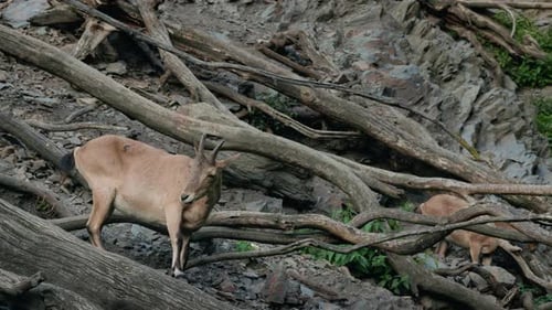 Wild Mountain Goat Standing Among Fallen Tree Trunks on a Rocky Hillside Showing Alert Posture and
