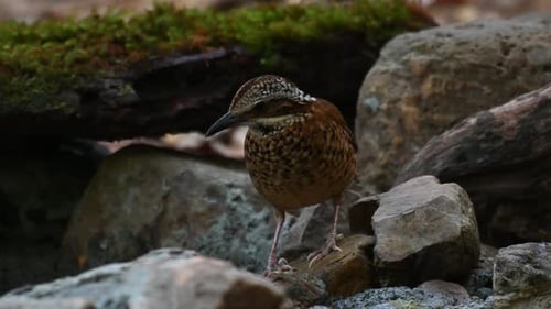 Rufous-crowned Antthrush Standing among Rocks and Logs