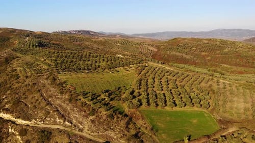 Fly Over Olive Olea Europaea Grove in Crete