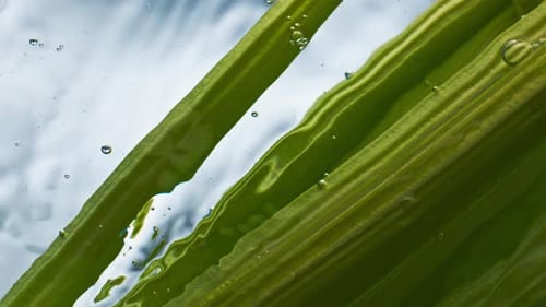 Green Plant Stems Submerged Underwater with Bubbles