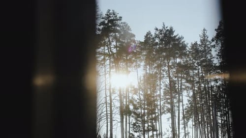 Vue depuis la fenêtre au coucher du soleil, rayons de lumière à travers les grands arbres de la forêt, paysage pittoresque, été