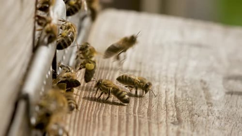 Bustling Honeybee Hive on a Sunny Day