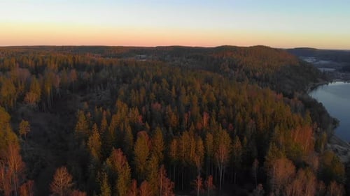 Vue aérienne magnifique et relaxante de la forêt suédoise de fin d'automne avec un ciel coloré en arrière-plan
