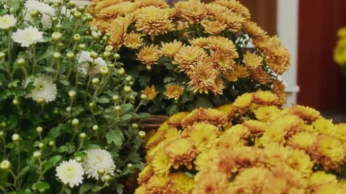 Blooming Mum Flowers Close Up View