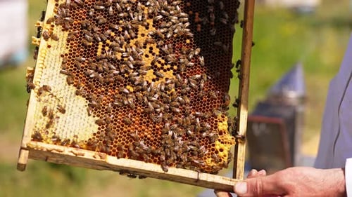 Honigrahmen mit versiegelten Zellen und zahlreichen Bienen darauf. Imker schaut auf den von der Sonne beleuchteten Rahmen
.