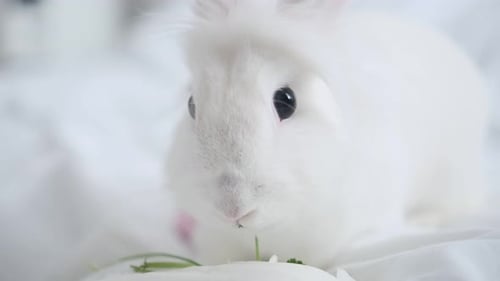 White Fluffy Rabbit Cute Adorable Decorative Rabbit Copy Space Place for Text Pet Care Greeting Card