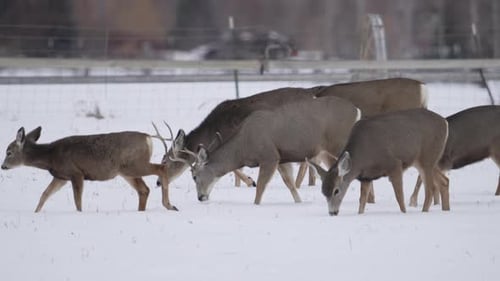 Deer Herd Grazing in a Snow-Covered Winter Field
