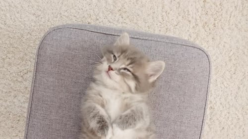 Sleeping Kitten on Grey Bed
