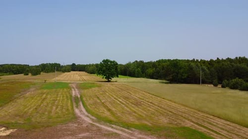 Tree in the middle of a field