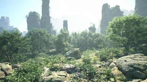 A Forest Filled with Lots of Green Trees and Rocks