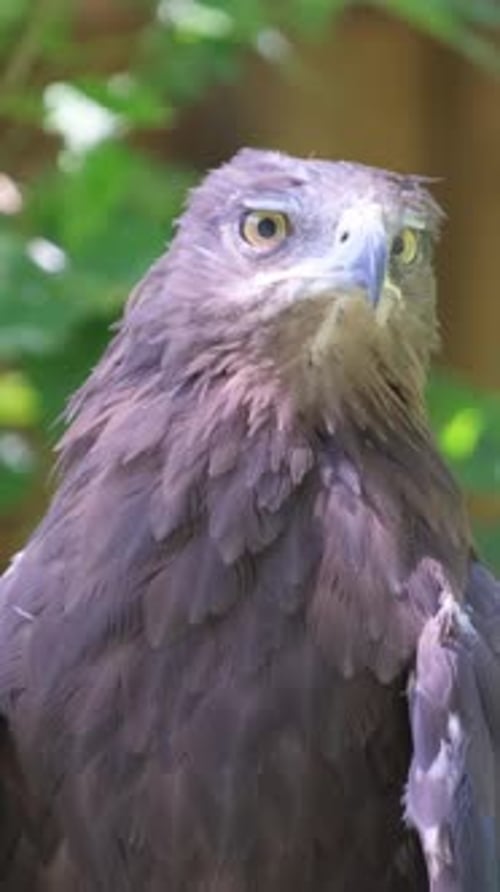 The Stone Eagle is a Species of Bird of Prey of the Hawk Family Vertical Video