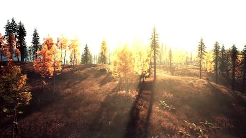 Golden Sunlight Shines Through Autumn Trees in a Tranquil Forest Setting