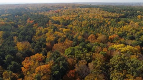 Autumn Colored Mixed Forest