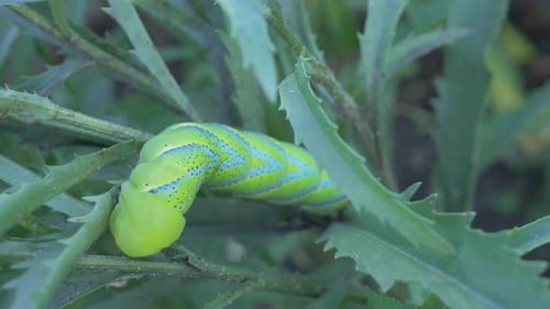 Big Green Caterpillar Which is Actually the Larva of a Butterfly