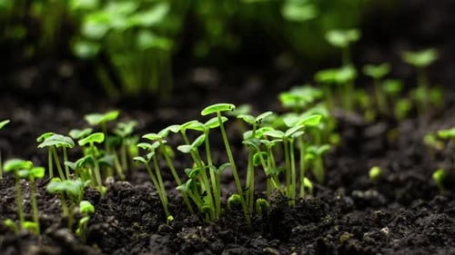 Tiny Seedlings Sprout from Soil in Close Up