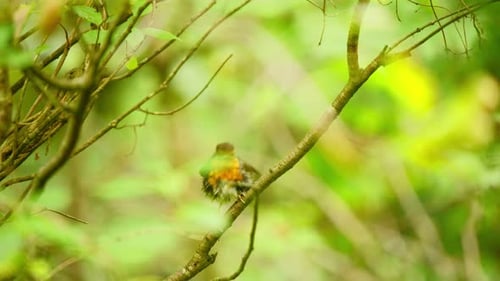 Robin d'Europe dans la forêt de la Frise (Pays-Bas), rétroviseur tourné vers l'extérieur, fait demi-tour