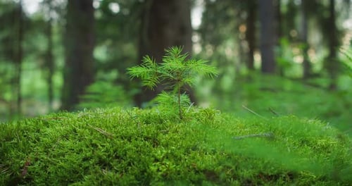 Verdant greenery frames a single sapling standing tall on lush moss. It signifies resilience and gro