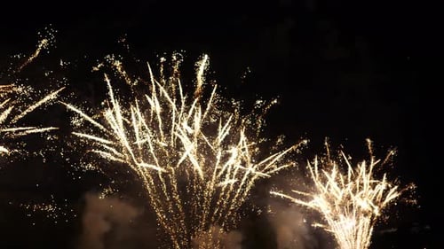 Bloom of Firework mit dunklem Hintergrund