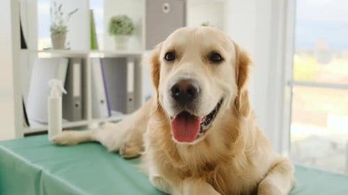 Golden Retriever on Examination Table at Veterinary Clinic