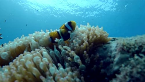 Common Clownfish In Sea Anemone In The Coral Reef. underwater