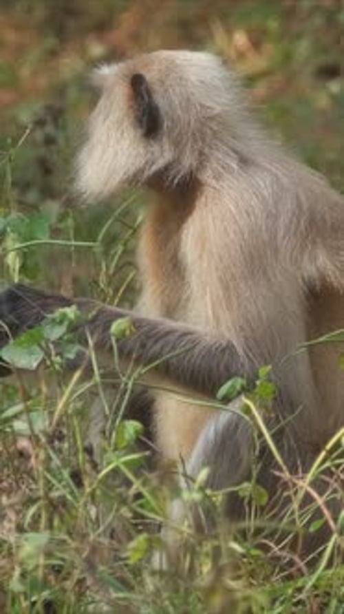 Singe indien Langur gris Hanuman Langur dans le parc national de Ranthambore, Rajasthan, Inde
