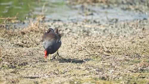 Common moorhen