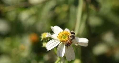 Bienen bestäuben weiße Blüten