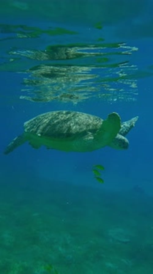Grüne Meeresschildkröte ruht und atmet auf der Wasseroberfläche und schwimmt dann zum Meeresboden