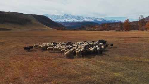 Sheep Grazing Peacefully in a Vast Meadow with Mountains in the Background