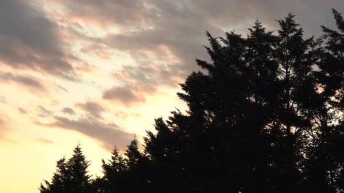 Le soleil couchant sur la beauté des pins sauvages.
