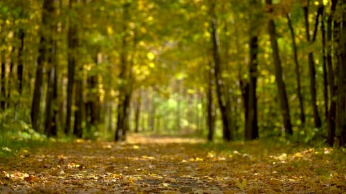A Lonely Autumn Forest Against the Backdrop of Falling Leaves