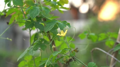 Belle photo d'une fleur jaune et du soleil qui brille sur une plante de cerasee, un melon amer du Kerala avec un ha du Kerala