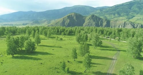 Aerial View Low Flight Above Evergreen Pine Tree Landscape with Endless Mountain Forest at Sunny