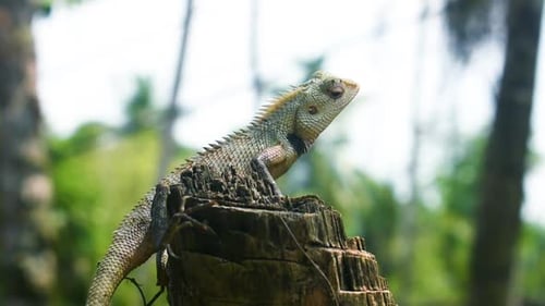 Lagarto en un país tropical sobre un árbol talado