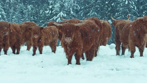 Highland Cattle Cows Stand in Snowy Field