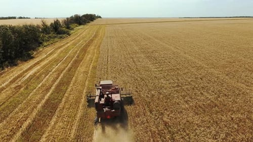Aerial Drone View Harvester Working in Wheat Field Harvesting Combine Machine Cutting Cultivated