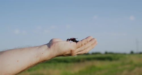 Man Holds Impressive Stag Beetle in Sunny Field