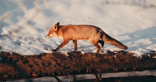 Red Fox Walks On The Snow Covered Riverbank And Hops Up On The Snowy Field On A Winter Sunny Day In