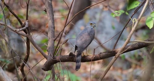 Seen from its backside facing to the right deep in a forest in summer, Crested Goshawk Accipiter tri