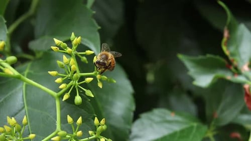 Close up shot of bee collecting pollen and nectar from a green plant