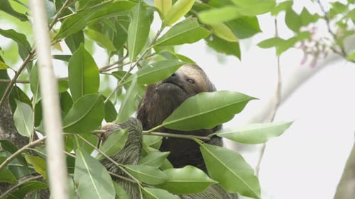 Einzelgängiges Braunkehl-Dreizehenfaultier (Bradupys variegatus), das nach saftigen jungen Blättern greift,
