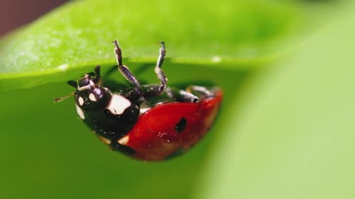 Ladybug in the Green Grass in the Forest