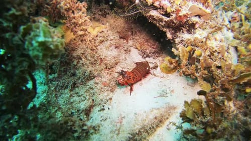 Coral reef, sea and nature with fish by underwater, swimming and tropical ecology with sustainable