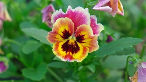 Wild Pansies Viola Tricolor Also Known As Johnny Jump Up Many Purple and Yellow Flowers Pansies on a